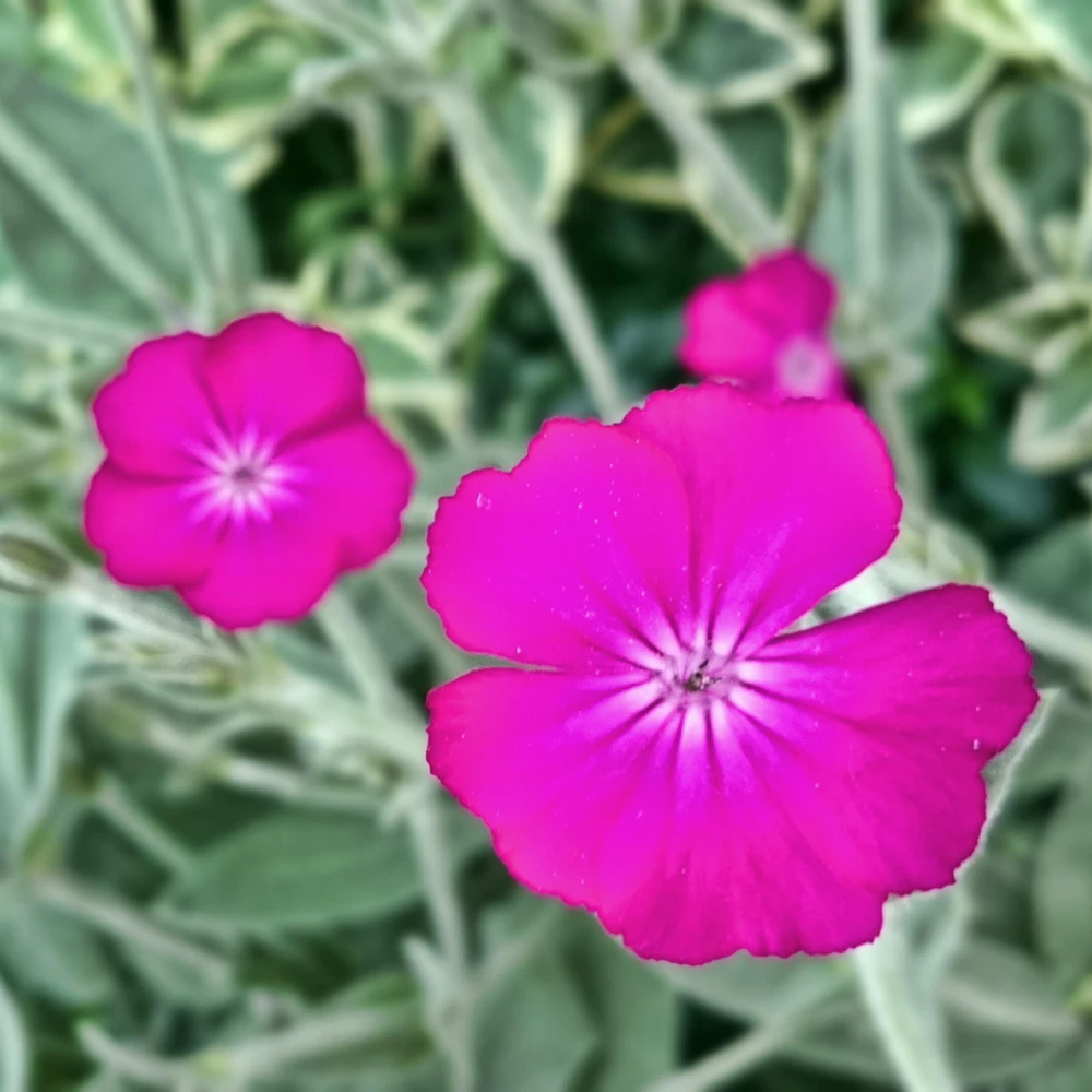 Magenta Silver Catchfly Seeds - Rose Campion - Silene coronaria - 30 Seed Pack - Image 5