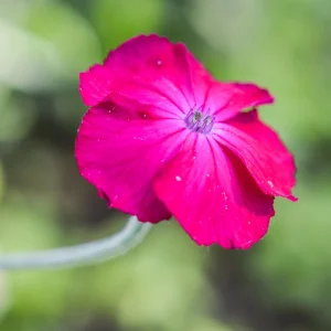Magenta Silver Catchfly Seeds - Rose Campion - Silene coronaria - 30 Seed Pack - Image 6