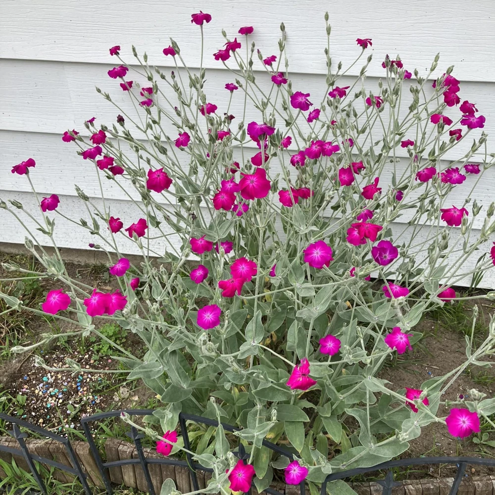 Magenta Silver Catchfly Seeds - Rose Campion - Silene coronaria - 30 Seed Pack - Image 7