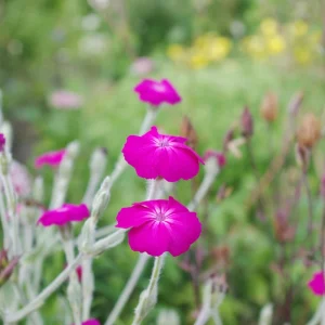 Magenta Silver Catchfly Seeds - Rose Campion - Silene coronaria - 30 Seed Pack - Image 8