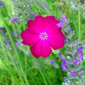 Magenta Silver Catchfly Seeds - Rose Campion - Silene coronaria - 30 Seed Pack - Image 9