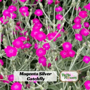 Magenta Silver Catchfly Seeds - Rose Campion - Silene coronaria - 30 Seed Pack - Image 1