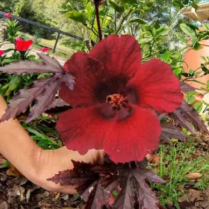 Mahogany Cranberry Hibiscus Live Plant 4in Tall Shrub - Image 2