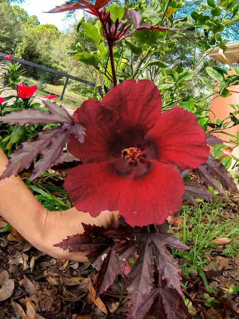 Mahogany Cranberry Hibiscus Live Plant 4in Tall Shrub - Image 2