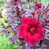Mahogany Cranberry Hibiscus Live Plant 4in Tall Shrub - Image 1