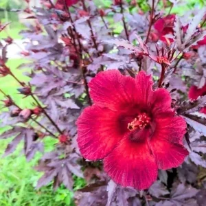 Mahogany Cranberry Hibiscus Live Plant 4in Tall Shrub - Image 1
