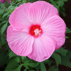 Mallow Hibiscus Flower Seeds - Perennial, Vibrant Pink Blooms, Non-GMO (30 Seeds) - Image 13
