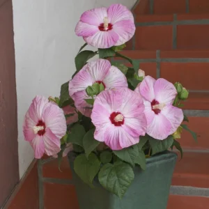 Mallow Hibiscus Flower Seeds - Perennial, Vibrant Pink Blooms, Non-GMO (30 Seeds) - Image 14
