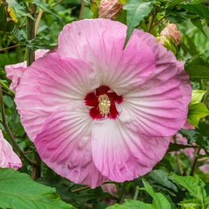 Mallow Hibiscus Flower Seeds - Perennial, Vibrant Pink Blooms, Non-GMO (30 Seeds) - Image 17