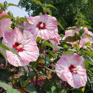 Mallow Hibiscus Flower Seeds - Perennial, Vibrant Pink Blooms, Non-GMO (30 Seeds) - Image 3