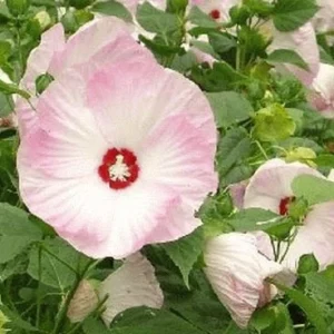Mallow Hibiscus Flower Seeds - Perennial, Vibrant Pink Blooms, Non-GMO (30 Seeds) - Image 5