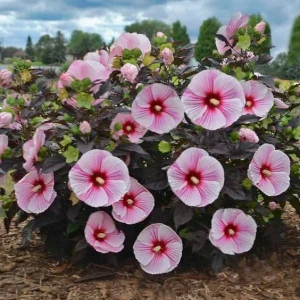 Mallow Hibiscus Flower Seeds - Perennial, Vibrant Pink Blooms, Non-GMO (30 Seeds) - Image 6