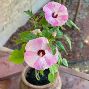 Mallow Hibiscus Flower Seeds - Perennial, Vibrant Pink Blooms, Non-GMO (30 Seeds) - Image 9