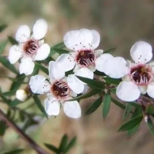 Manuka Tea Tree Live Plant – 4 inch Nursery Pot – Outdoor Shrub - Image 2
