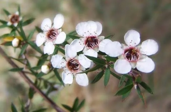 Manuka Tea Tree Live Plant – 4 inch Nursery Pot – Outdoor Shrub - Image 2