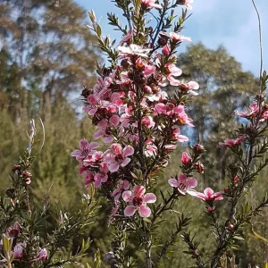 Manuka Tea Tree Live Plant – 4 inch Nursery Pot – Outdoor Shrub - Image 3