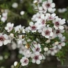 Manuka Tea Tree Live Plant – 4 inch Nursery Pot – Outdoor Shrub - Image 1