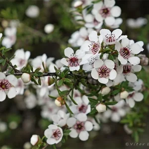 Manuka Tea Tree Live Plant – 4 inch Nursery Pot – Outdoor Shrub - Image 1