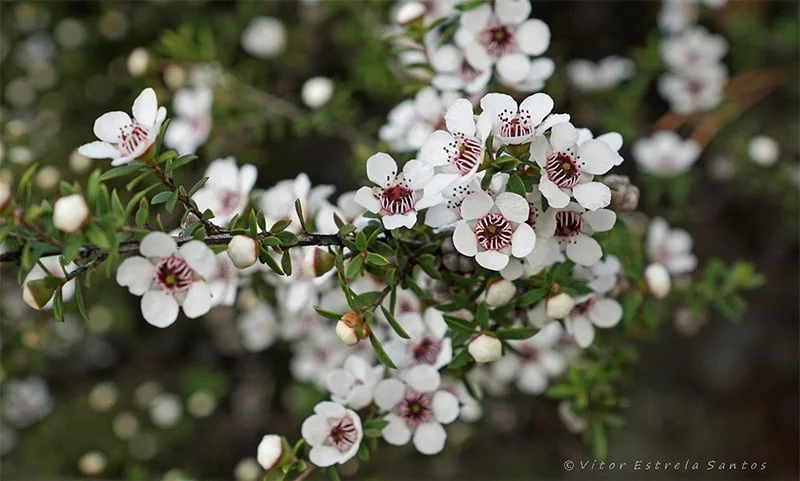 Manuka Tea Tree Live Plant – 4 inch Nursery Pot – Outdoor Shrub - Image 1