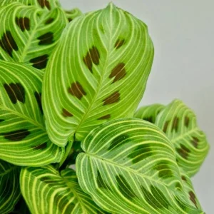 Maranta Prayer Plant Fantasy Live Houseplant – 4 inch Pot – Indoor - Image 2