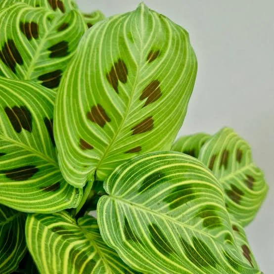Maranta Prayer Plant Fantasy Live Houseplant – 4 inch Pot – Indoor - Image 2