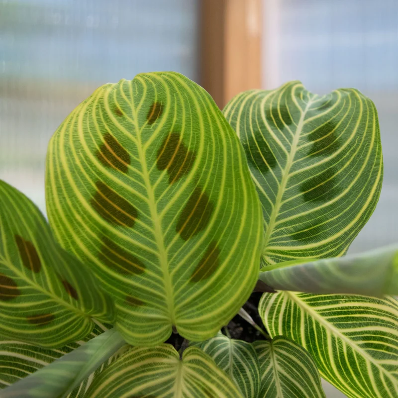 Maranta Prayer Plant Fantasy Live Houseplant – 4 inch Pot – Indoor - Image 1