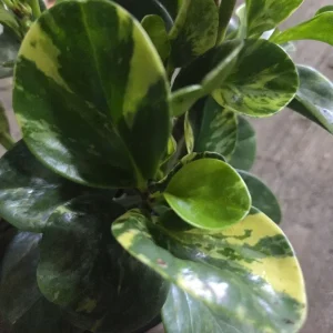 Marble Peperomia Obtusifolia Live Plant - 7 in Tall, Variegated Indoor Plant - Image 2