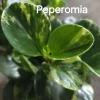 Marble Peperomia Obtusifolia Live Plant - 7 in Tall, Variegated Indoor Plant - Image 1