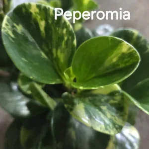 Marble Peperomia Obtusifolia Live Plant - 7 in Tall, Variegated Indoor Plant - Image 1