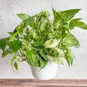 Marble Queen Pothos Live Plant - Epipremnum Aureum, 4 inch Pot, Indoor/Outdoor - Image 2