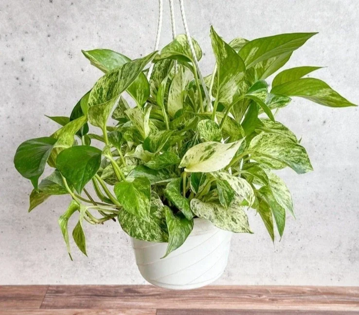 Marble Queen Pothos Live Plant - Epipremnum Aureum, 4 inch Pot, Indoor/Outdoor - Image 2