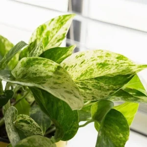 Marble Queen Pothos Live Plant - Epipremnum Aureum, 4 inch Pot, Indoor/Outdoor - Image 3