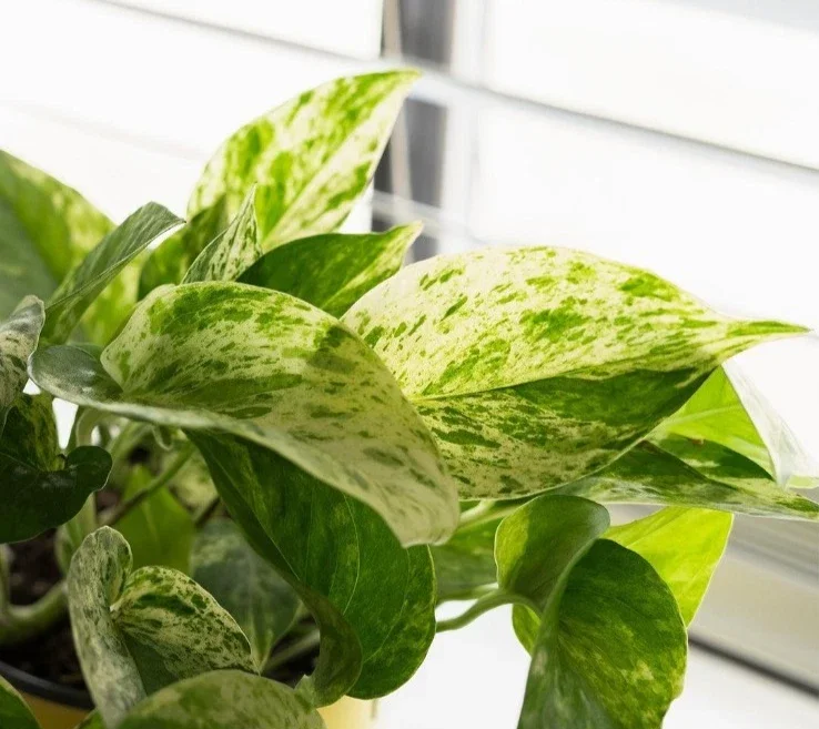 Marble Queen Pothos Live Plant - Epipremnum Aureum, 4 inch Pot, Indoor/Outdoor - Image 3