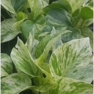 Marble Queen Pothos Live Plant - Epipremnum Aureum, 4 inch Pot, Indoor/Outdoor - Image 4