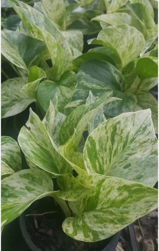 Marble Queen Pothos Live Plant - Epipremnum Aureum, 4 inch Pot, Indoor/Outdoor - Image 4