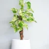 Marble Queen Pothos Live Plant - Epipremnum Aureum, 4 inch Pot, Indoor/Outdoor - Image 1