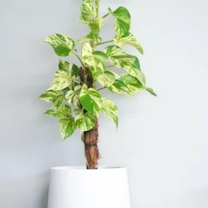 Marble Queen Pothos Live Plant - Epipremnum Aureum, 4 inch Pot, Indoor/Outdoor - Image 1