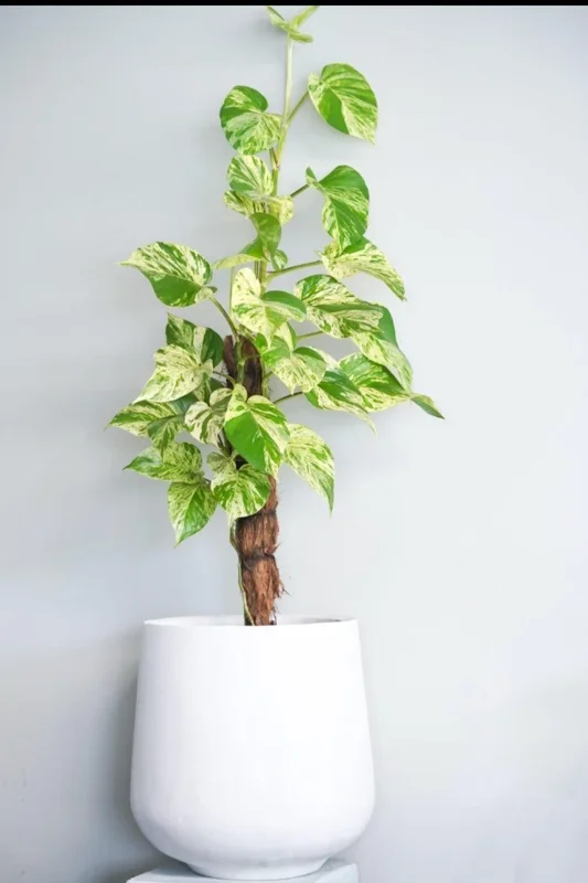 Marble Queen Pothos Live Plant - Epipremnum Aureum, 4 inch Pot, Indoor/Outdoor - Image 1
