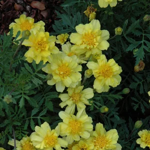 Marigold Columbia Vanilla Cream Seeds - Dwarf, Edible, Open-Pollinating - 25 Seeds - Image 10