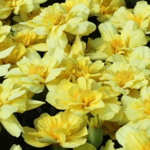 Marigold Columbia Vanilla Cream Seeds - Dwarf, Edible, Open-Pollinating - 25 Seeds - Image 13
