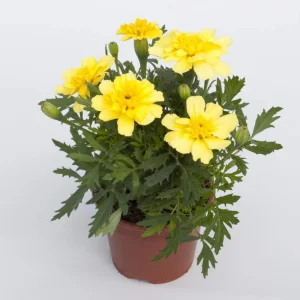 Marigold Columbia Vanilla Cream Seeds - Dwarf, Edible, Open-Pollinating - 25 Seeds - Image 14