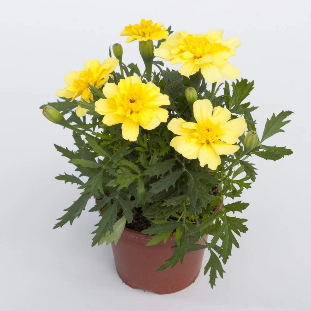 Marigold Columbia Vanilla Cream Seeds - Dwarf, Edible, Open-Pollinating - 25 Seeds - Image 14