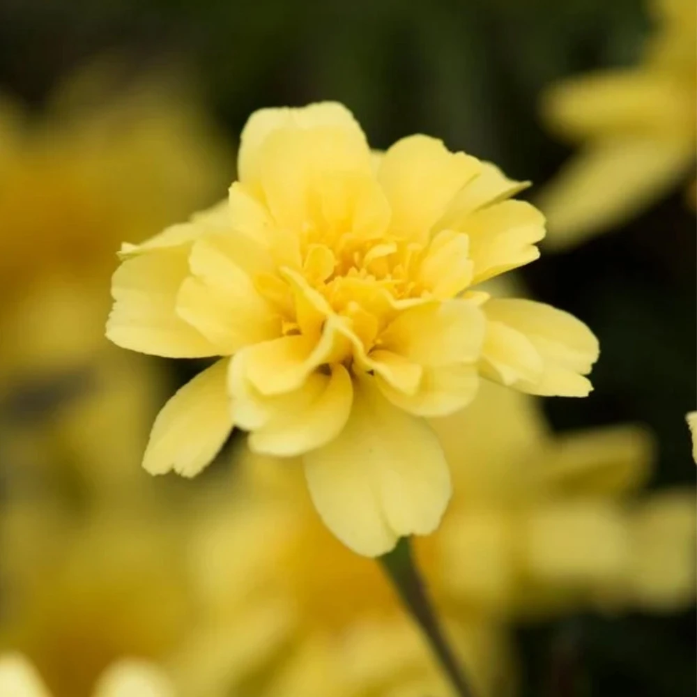 Marigold Columbia Vanilla Cream Seeds - Dwarf, Edible, Open-Pollinating - 25 Seeds - Image 15