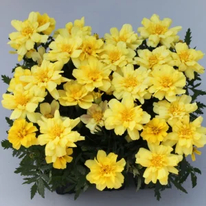 Marigold Columbia Vanilla Cream Seeds - Dwarf, Edible, Open-Pollinating - 25 Seeds - Image 16