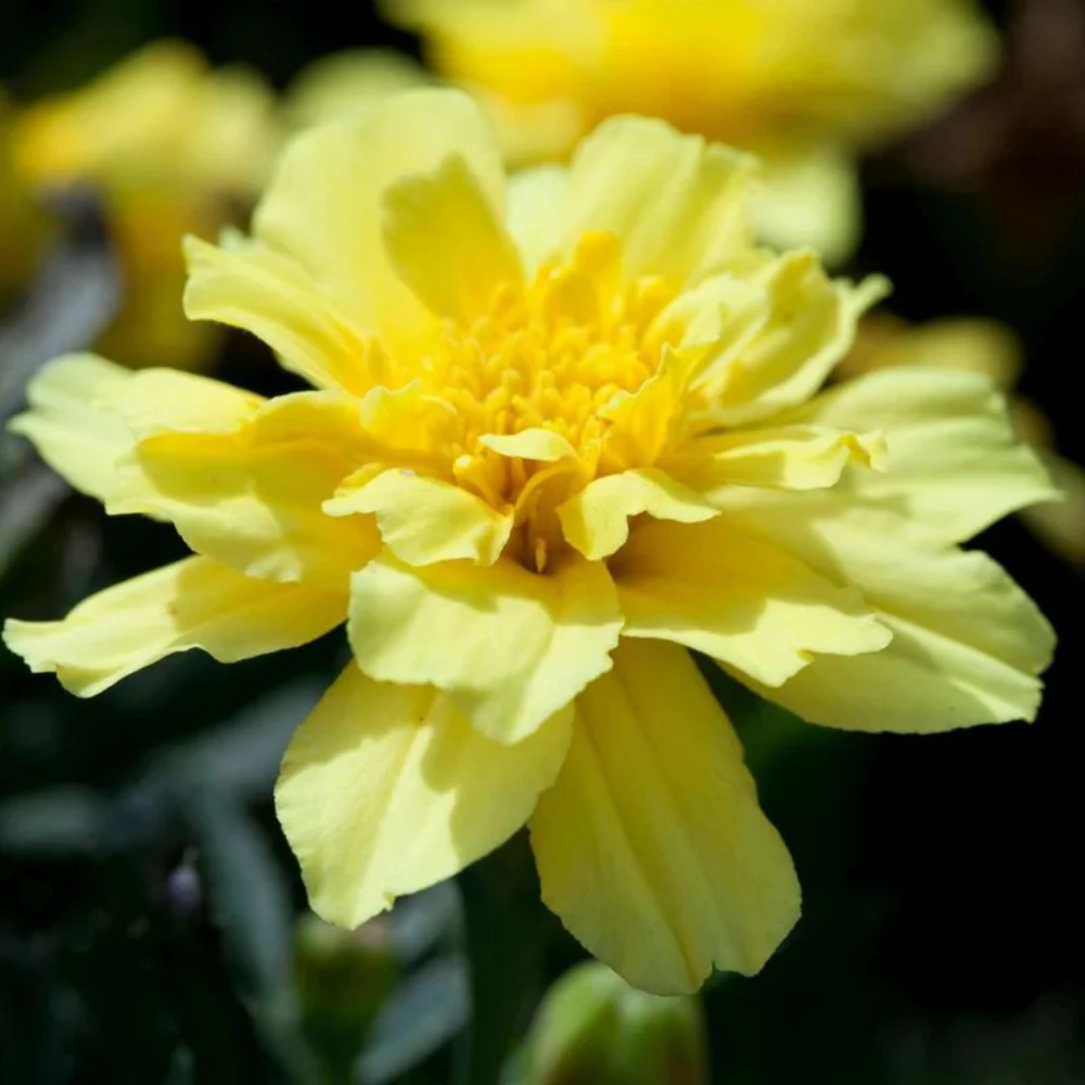 Marigold Columbia Vanilla Cream Seeds - Dwarf, Edible, Open-Pollinating - 25 Seeds - Image 2