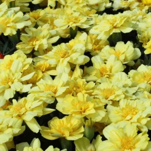 Marigold Columbia Vanilla Cream Seeds - Dwarf, Edible, Open-Pollinating - 25 Seeds - Image 3