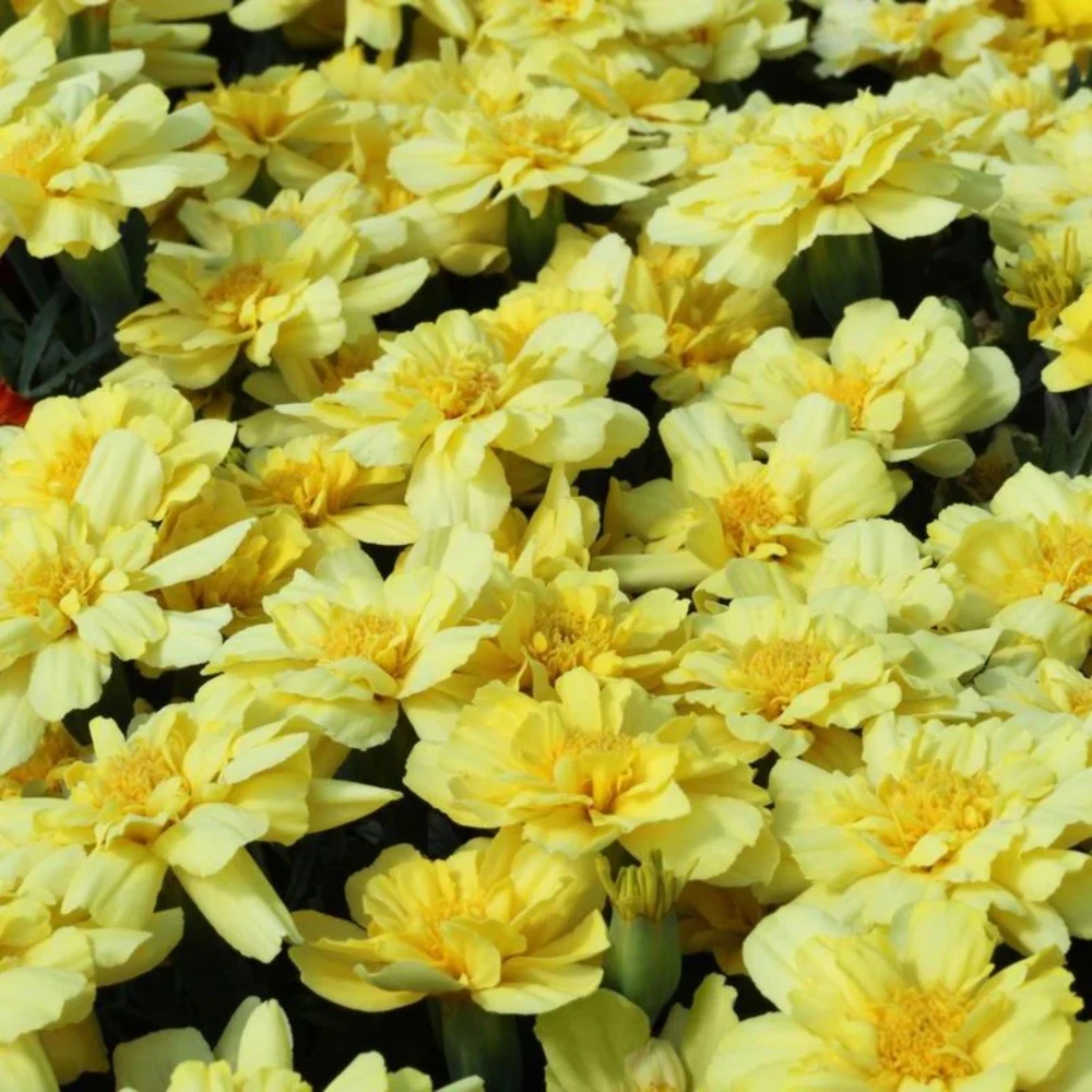 Marigold Columbia Vanilla Cream Seeds - Dwarf, Edible, Open-Pollinating - 25 Seeds - Image 3
