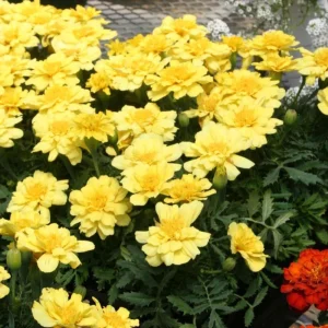Marigold Columbia Vanilla Cream Seeds - Dwarf, Edible, Open-Pollinating - 25 Seeds - Image 4