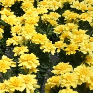 Marigold Columbia Vanilla Cream Seeds - Dwarf, Edible, Open-Pollinating - 25 Seeds - Image 5