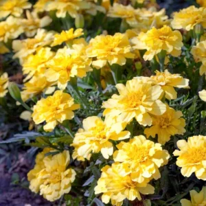 Marigold Columbia Vanilla Cream Seeds - Dwarf, Edible, Open-Pollinating - 25 Seeds - Image 6